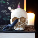 Serpents Gaze Skull Ornament with Snake