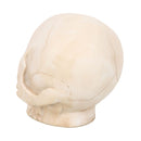 Serpents Gaze Skull Ornament with Snake